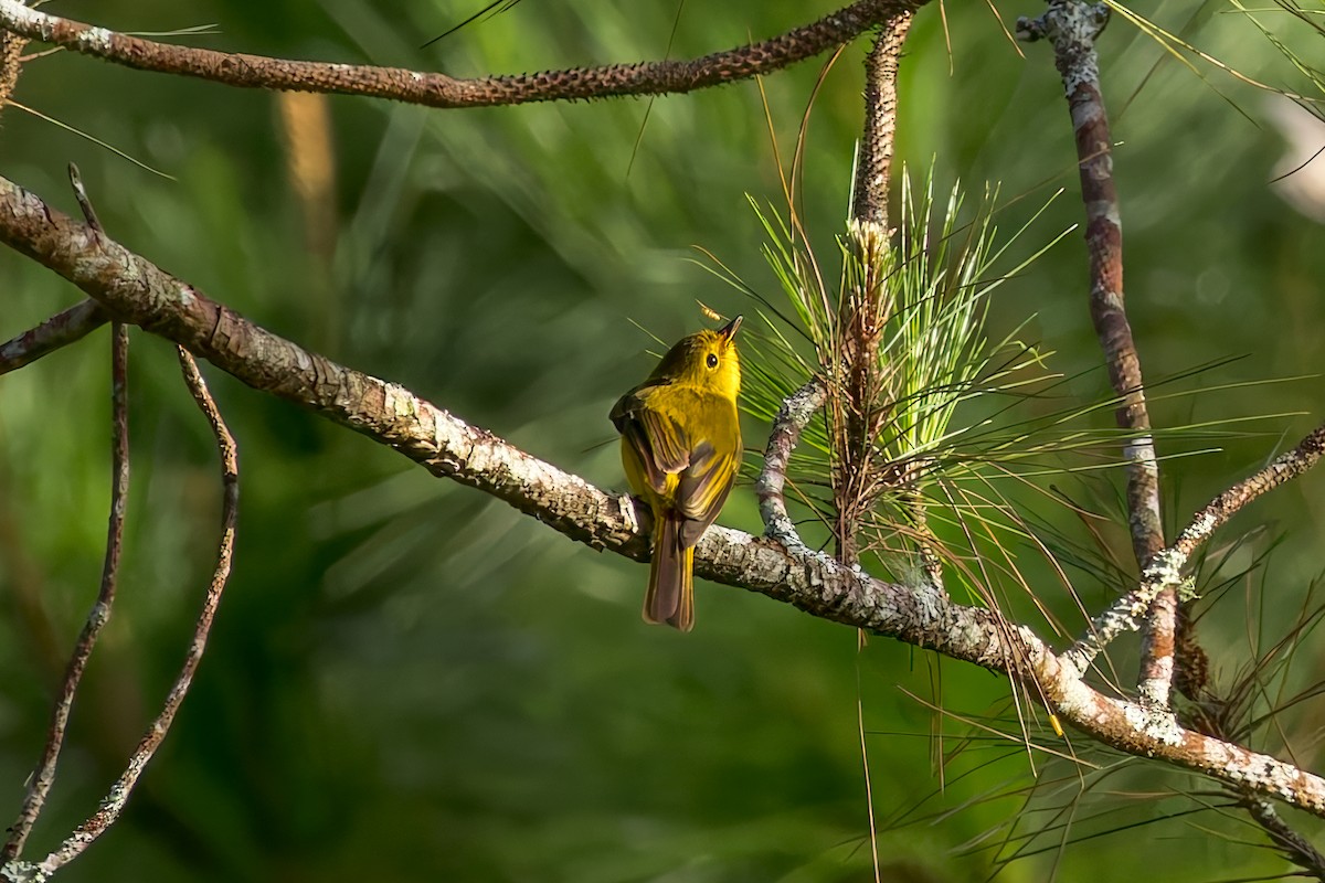 Citrine Canary-Flycatcher - ML645074221