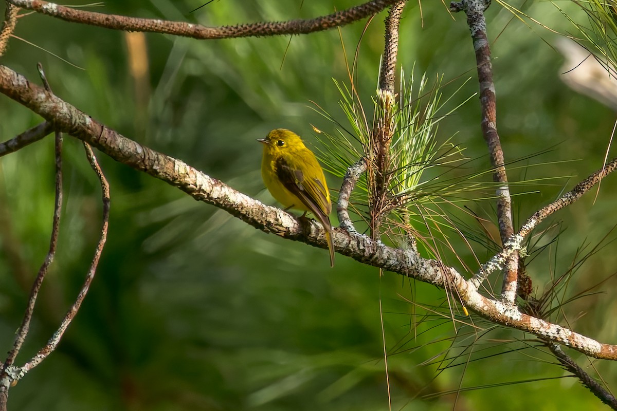 Citrine Canary-Flycatcher - ML645074222