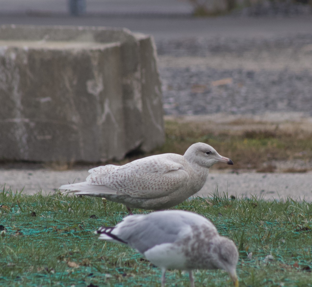 Ipar-kaioa - ML645074228