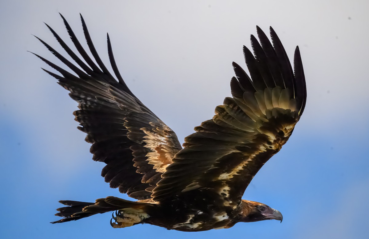 Wedge-tailed Eagle - ML645074234