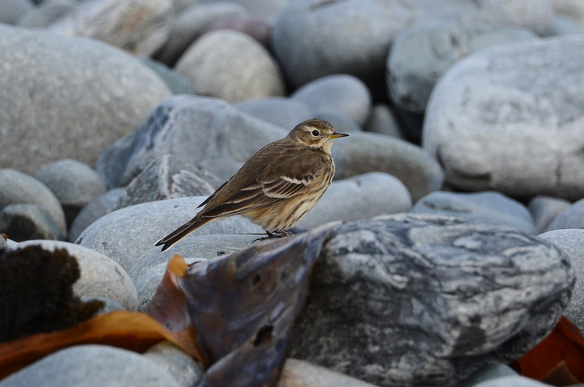 American Pipit - ML645074242