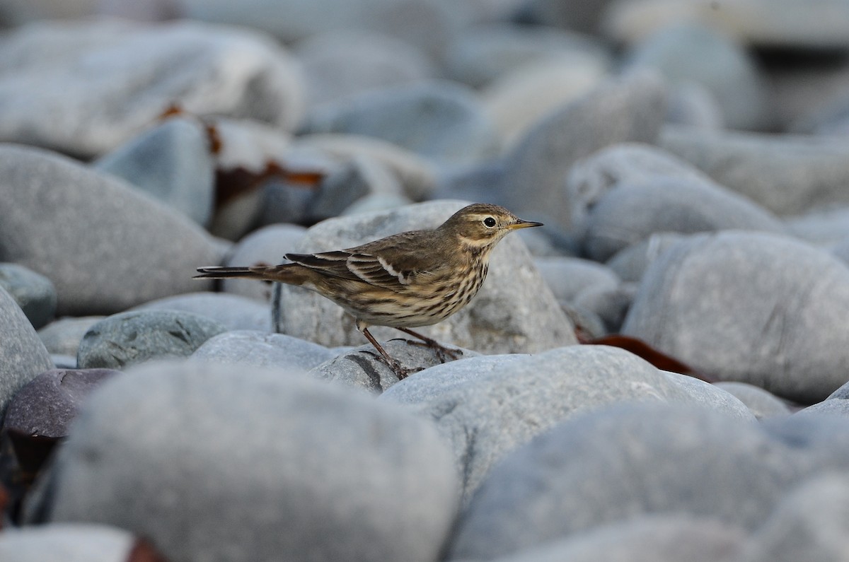 American Pipit - ML645074243