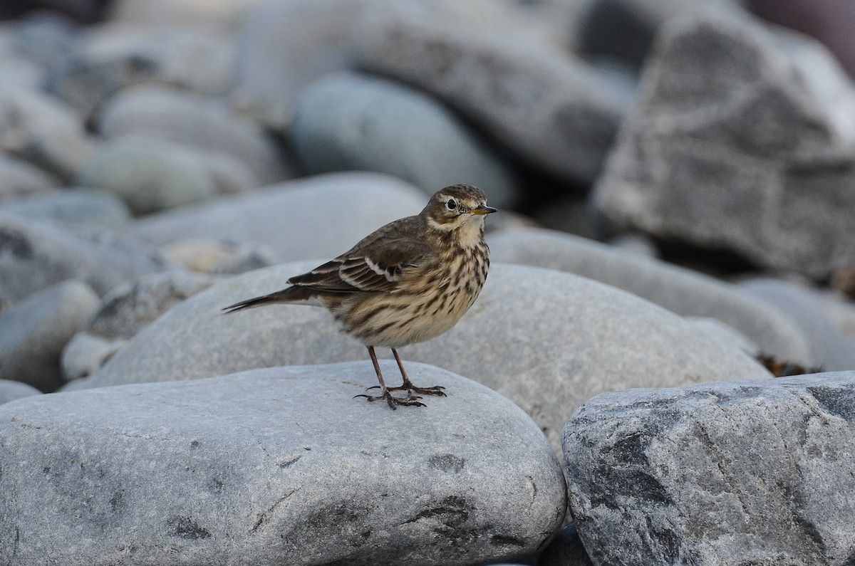 American Pipit - ML645074244