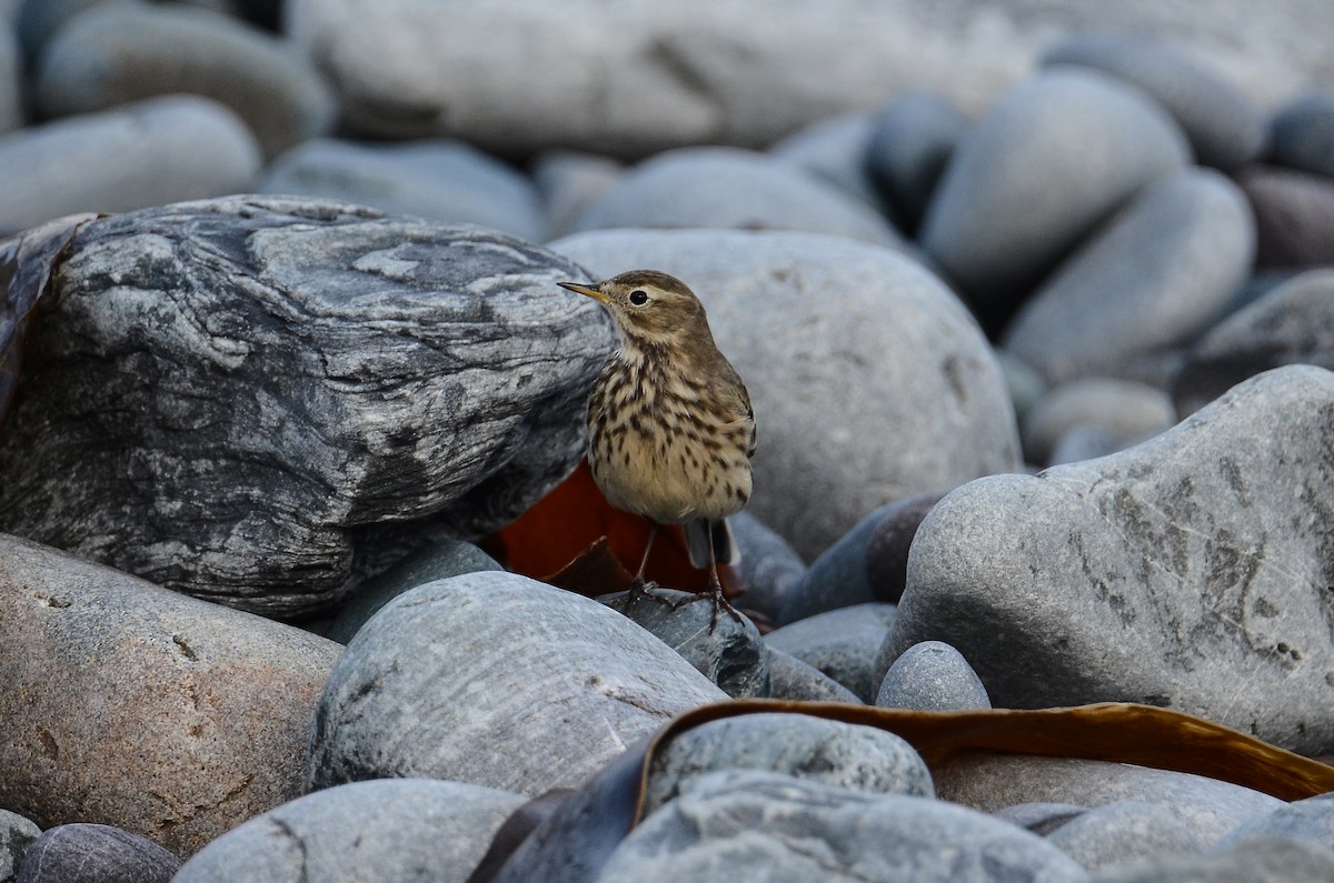 American Pipit - ML645074245