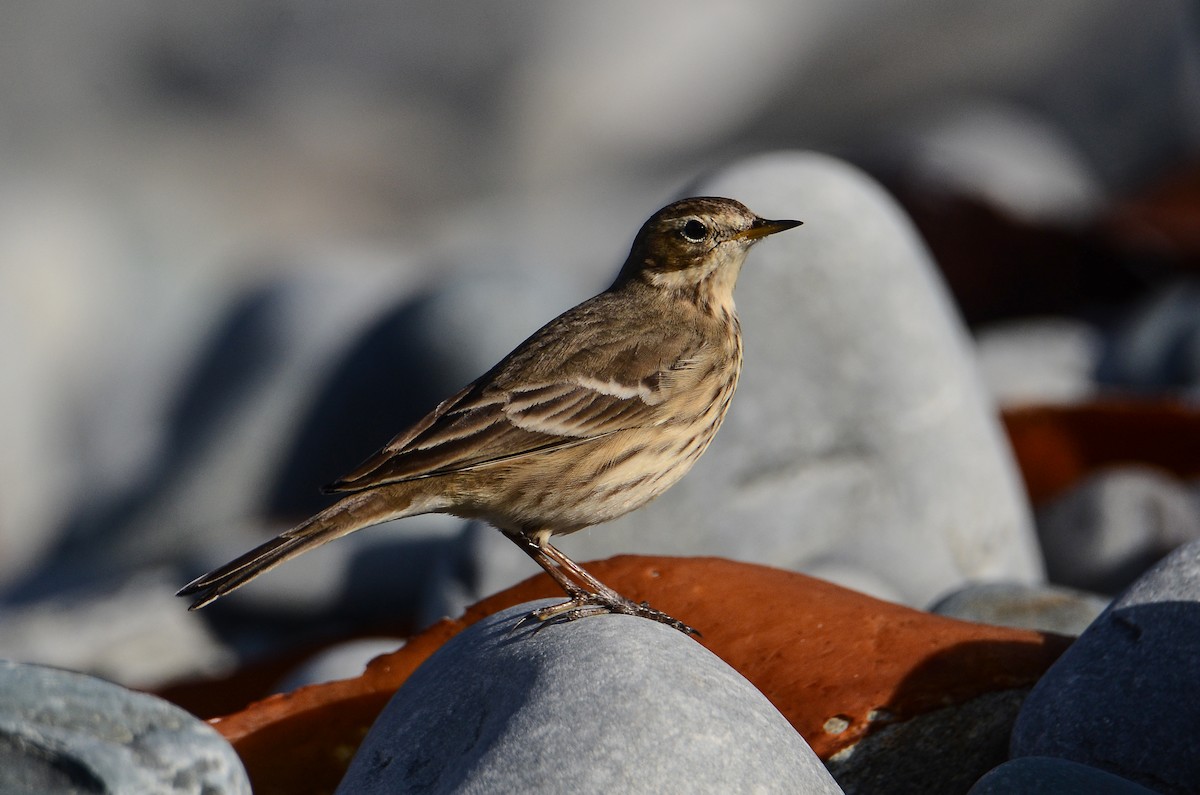 American Pipit - ML645074246