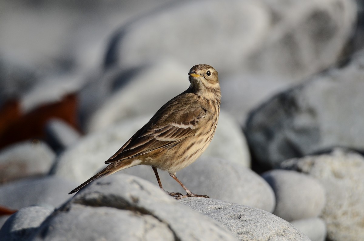 American Pipit - ML645074247