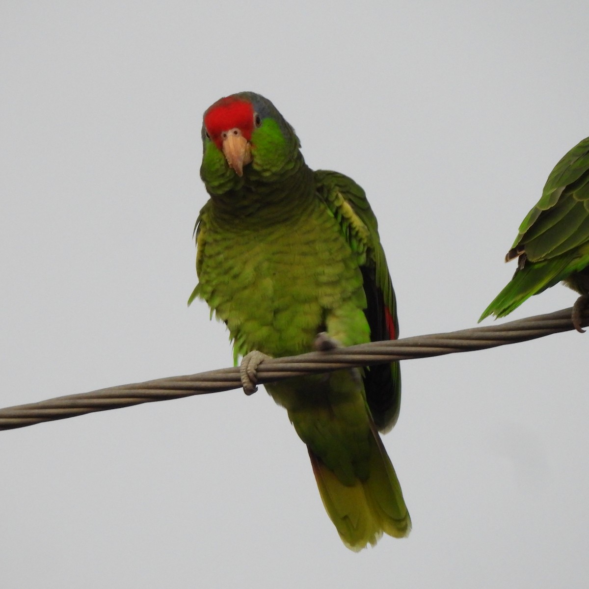 Yeşil Yanaklı Amazon - ML645074263