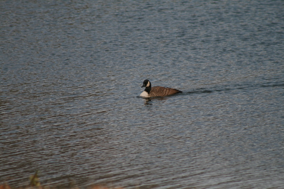 Oca canadese maggiore - ML645074264