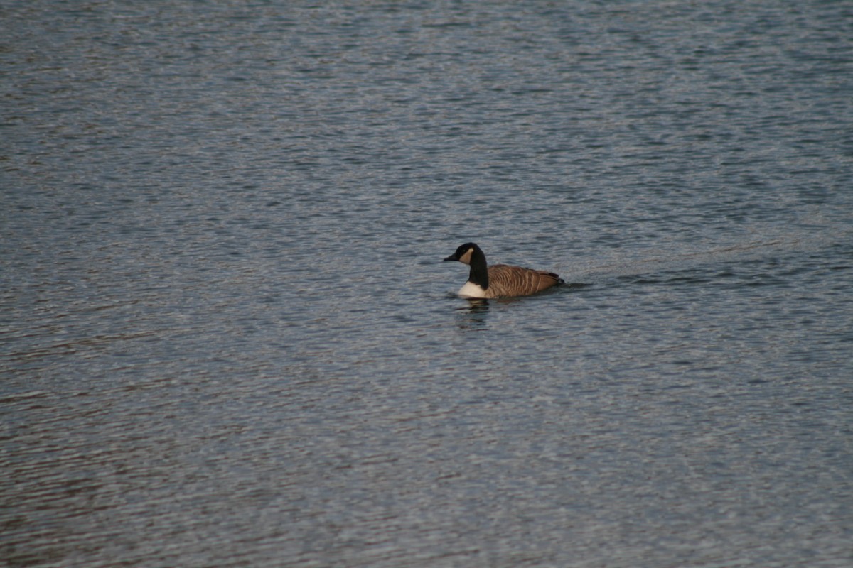 Oca canadese maggiore - ML645074265