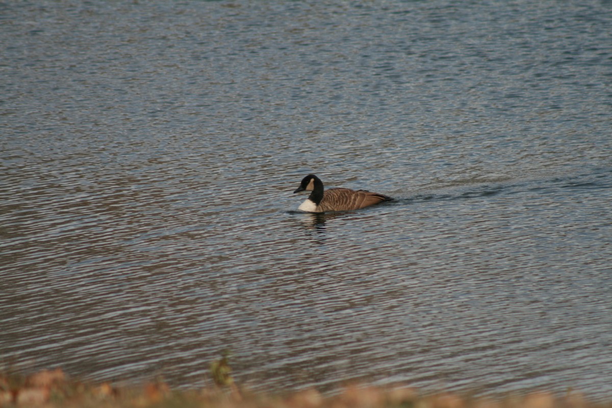 Oca canadese maggiore - ML645074266