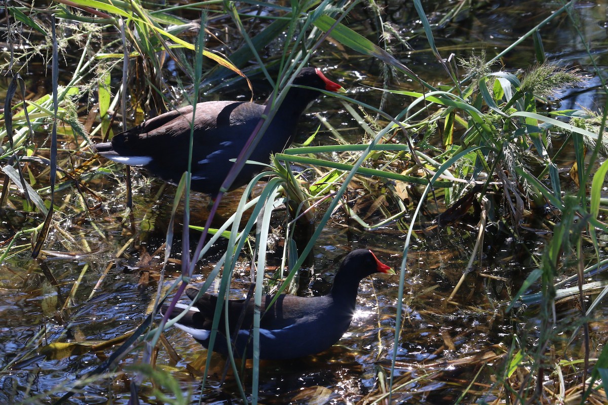 Amerika Sutavuğu - ML645074270