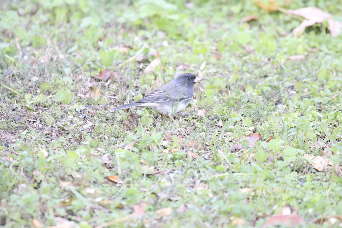 Dark-eyed Junco - ML645074273