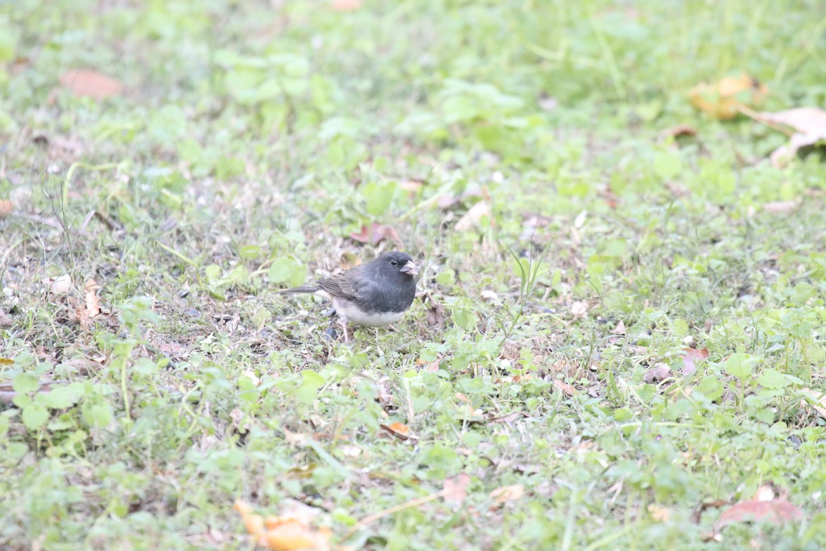 Dark-eyed Junco - ML645074274