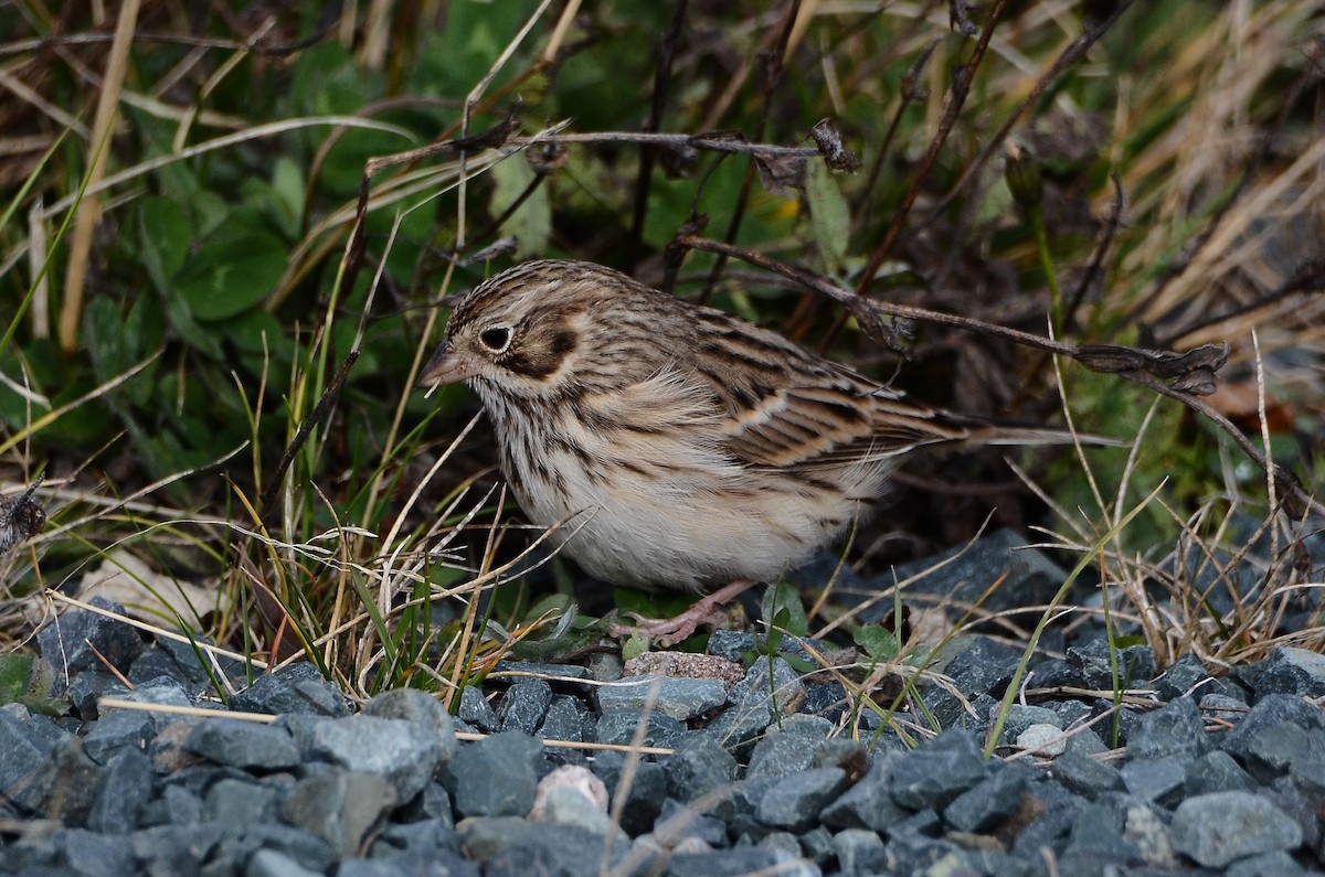Vesper Sparrow - ML645074278