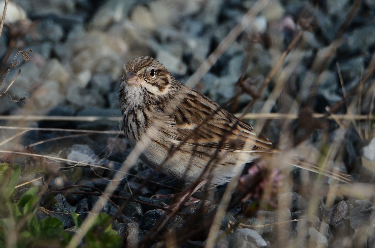 Vesper Sparrow - ML645074280