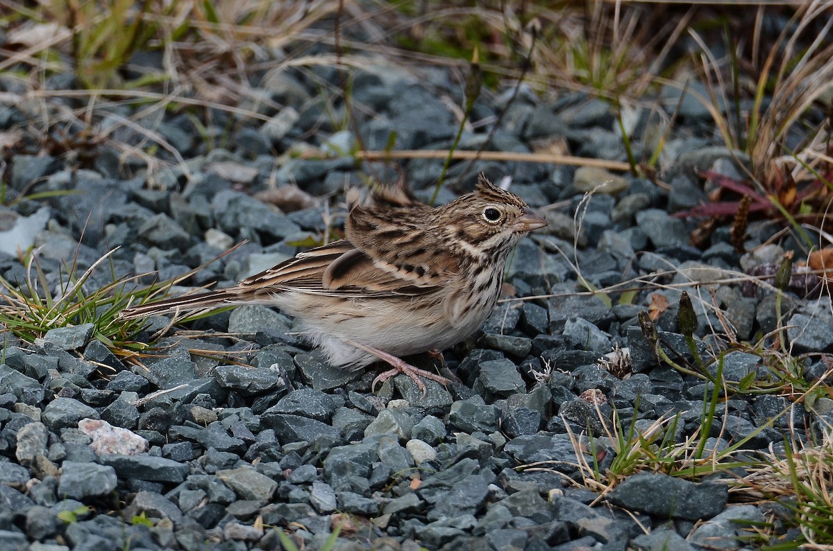 Vesper Sparrow - ML645074281