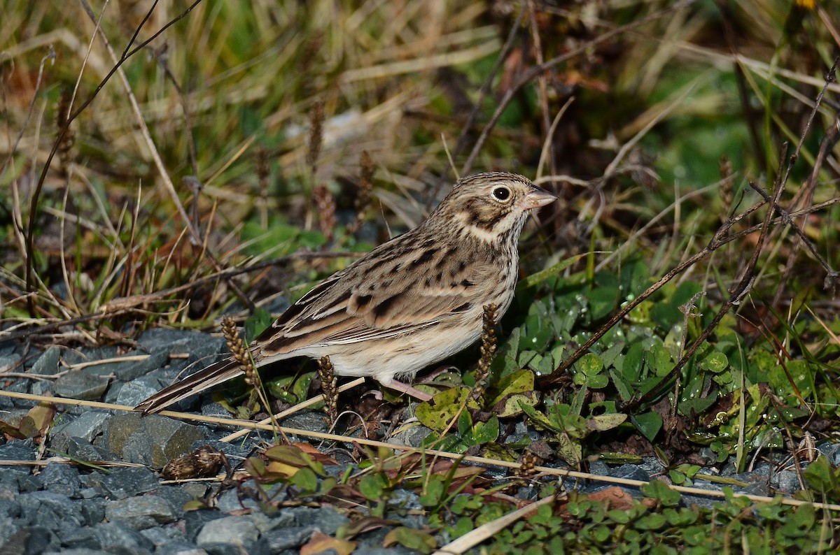 Vesper Sparrow - ML645074282