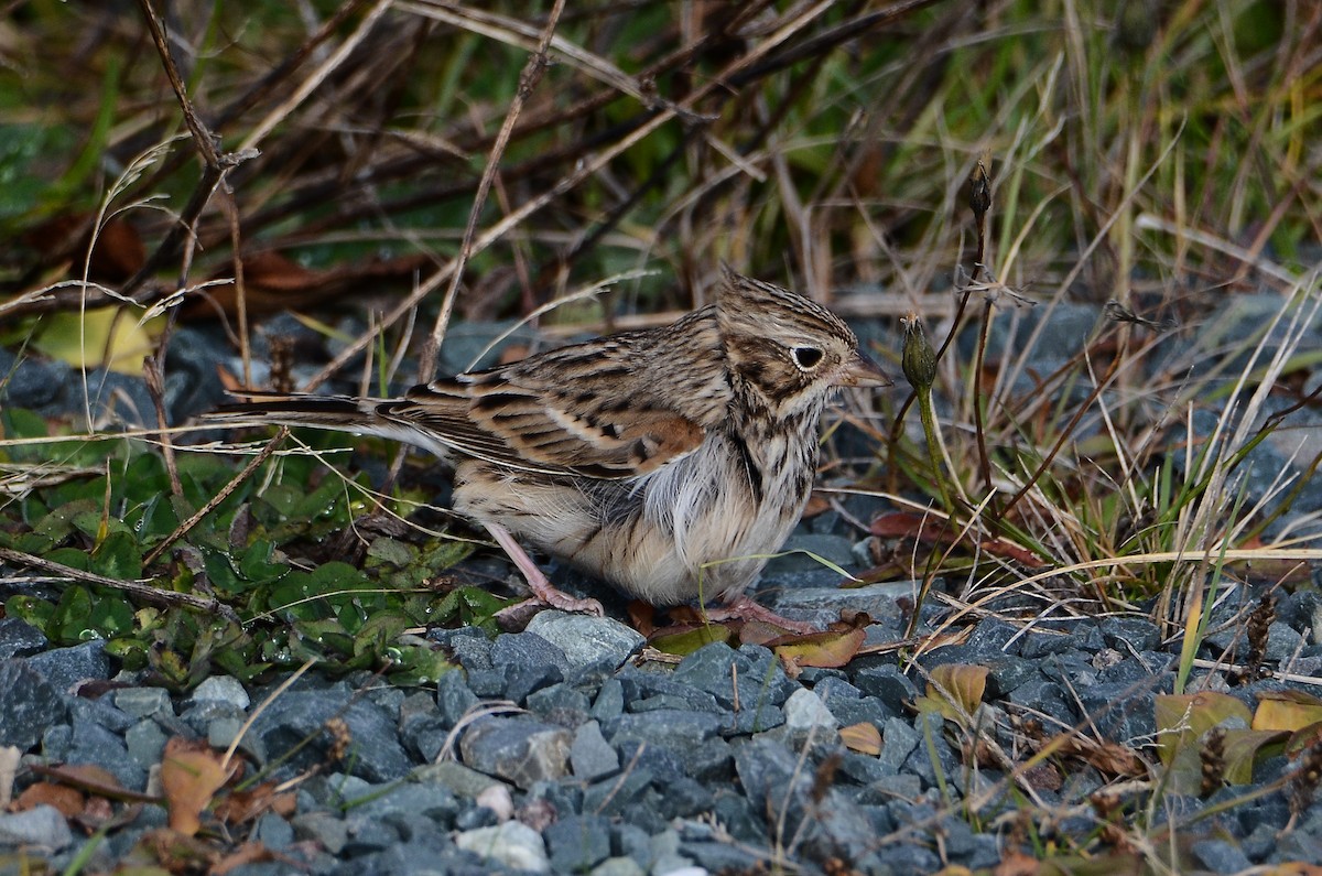 Vesper Sparrow - ML645074283