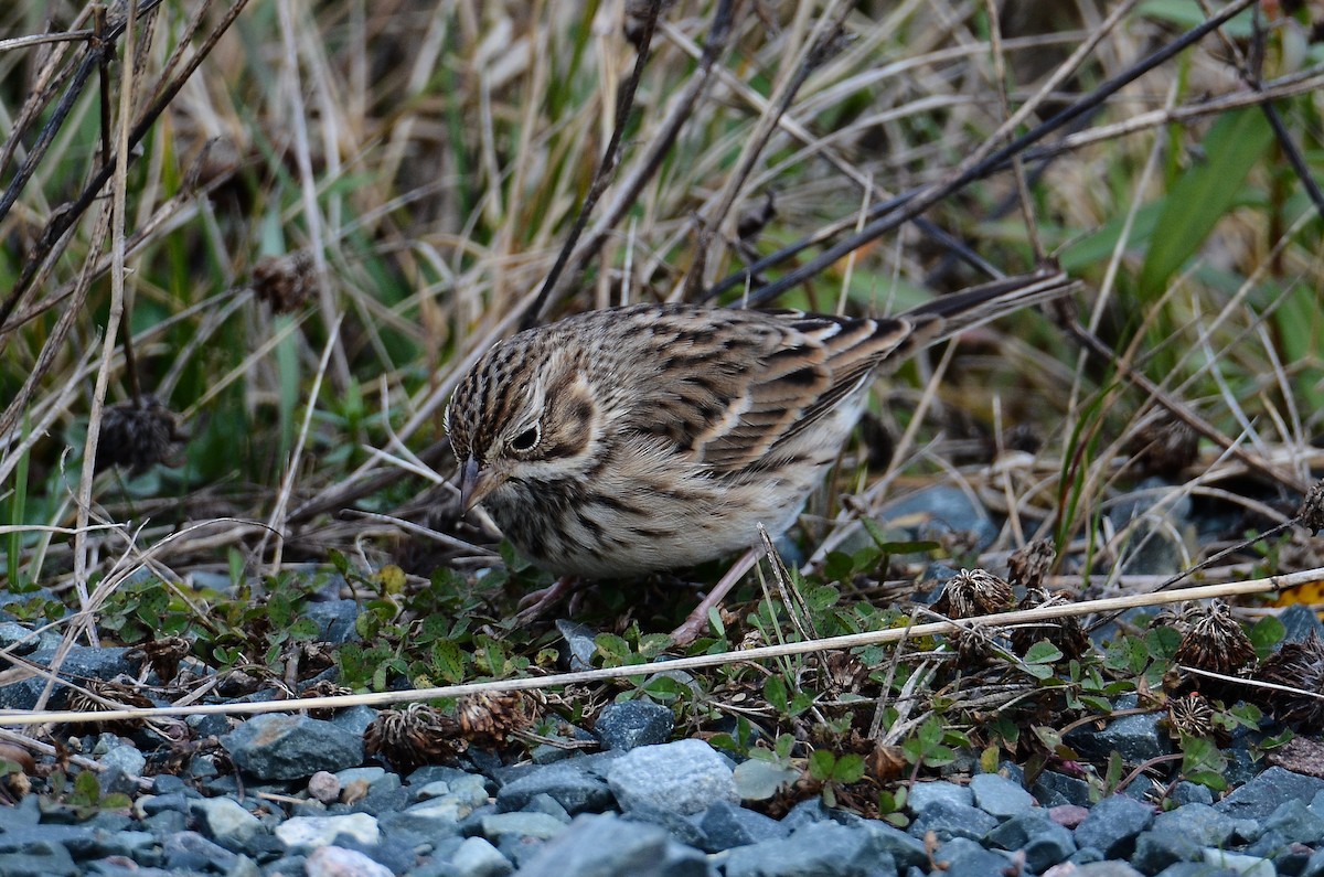 Vesper Sparrow - ML645074284