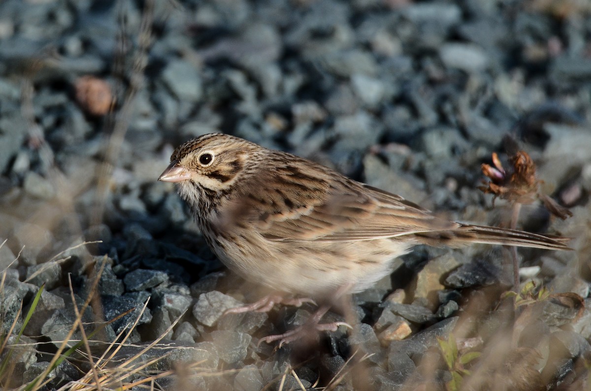 Vesper Sparrow - ML645074285