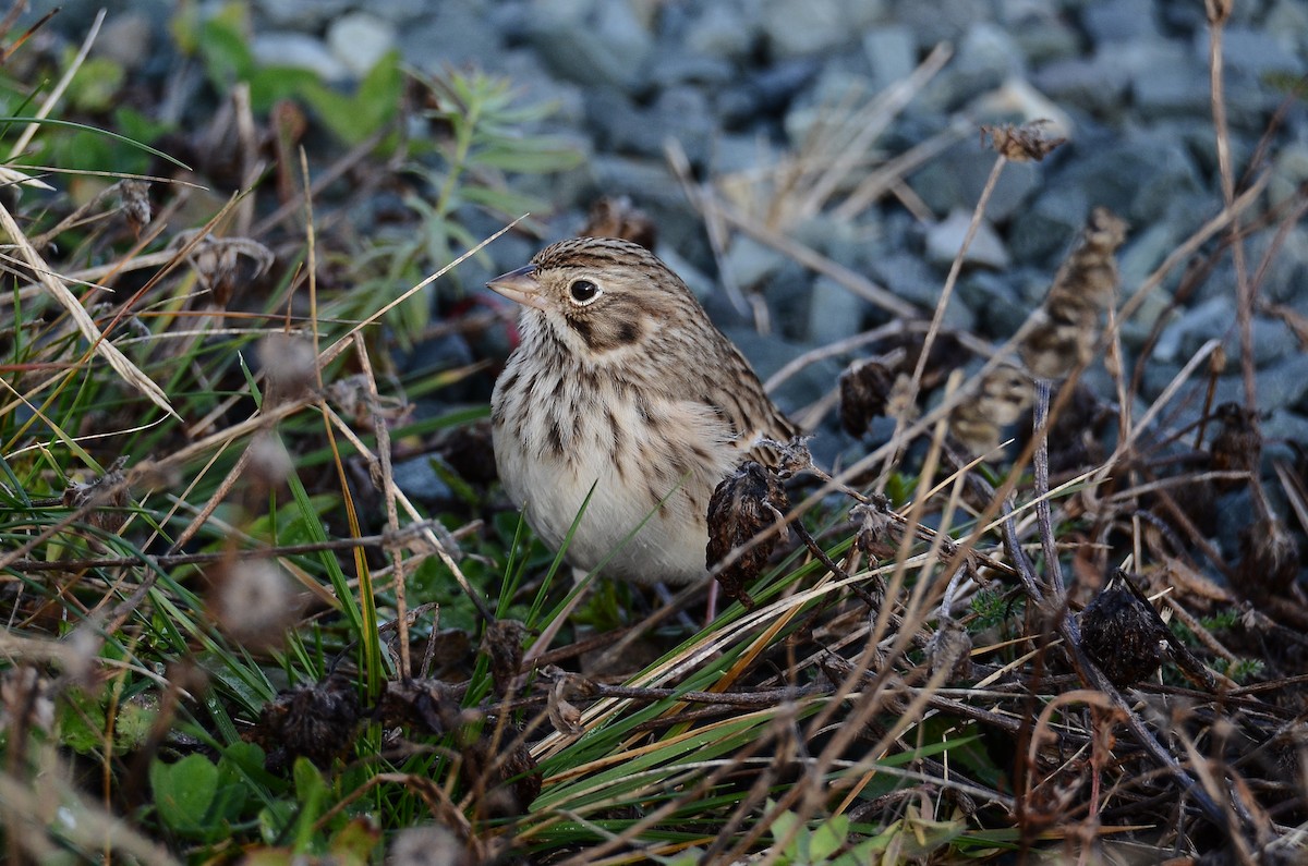 Vesper Sparrow - ML645074286