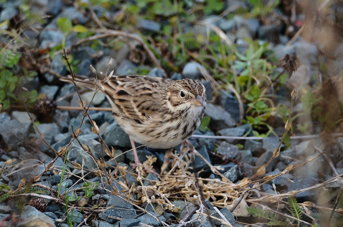 Vesper Sparrow - ML645074287