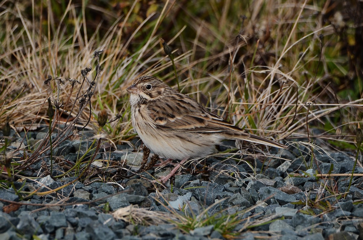Vesper Sparrow - ML645074288