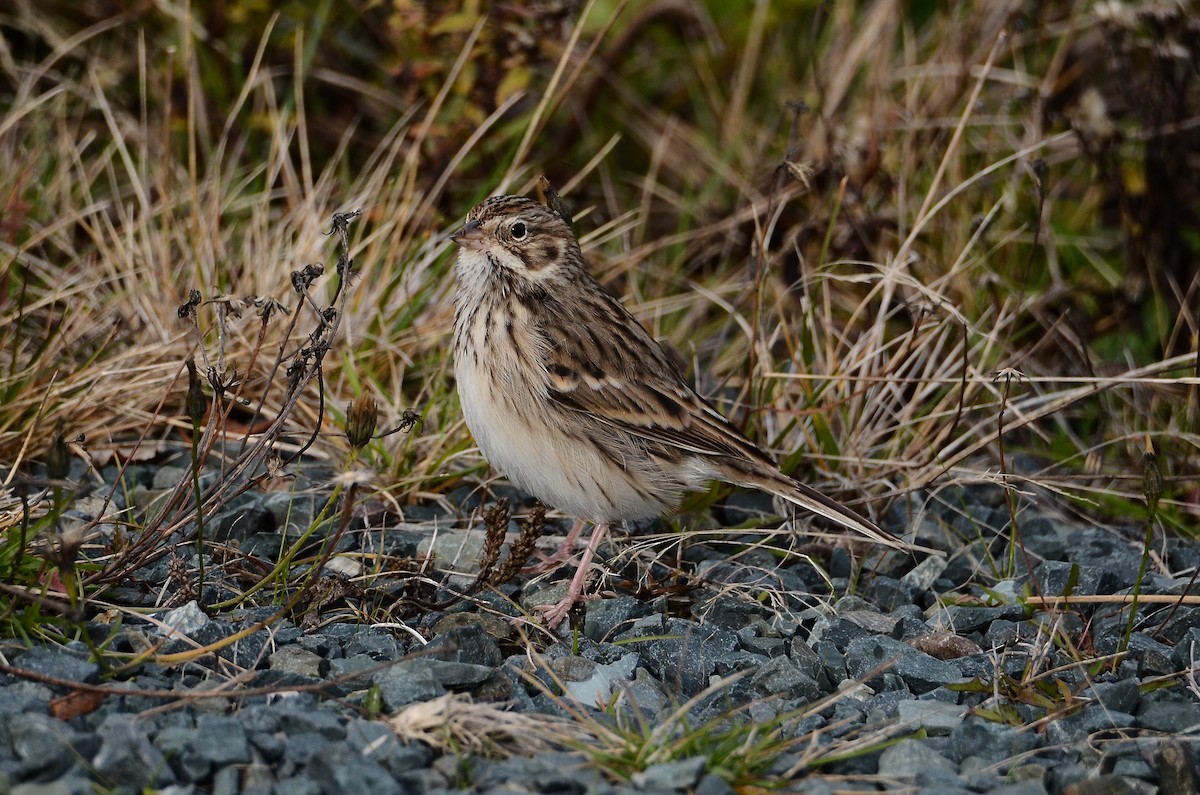 Vesper Sparrow - ML645074289