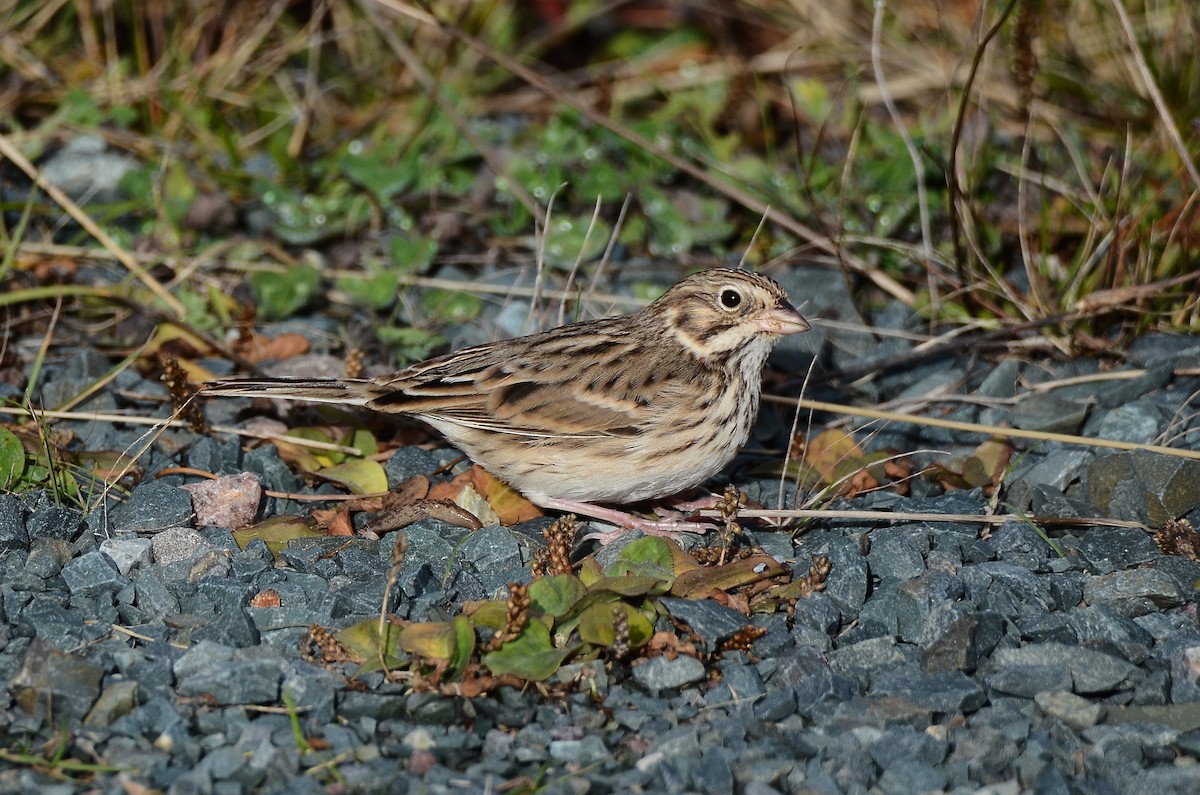 Vesper Sparrow - ML645074290
