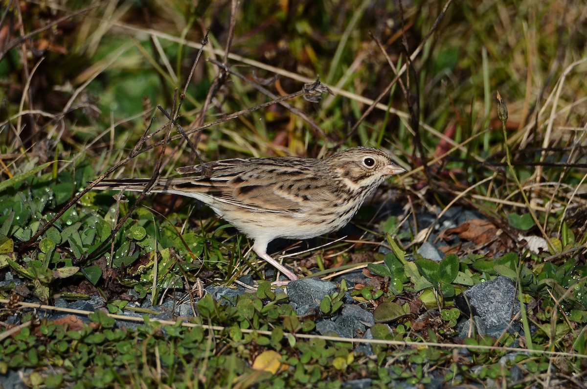 Vesper Sparrow - ML645074291
