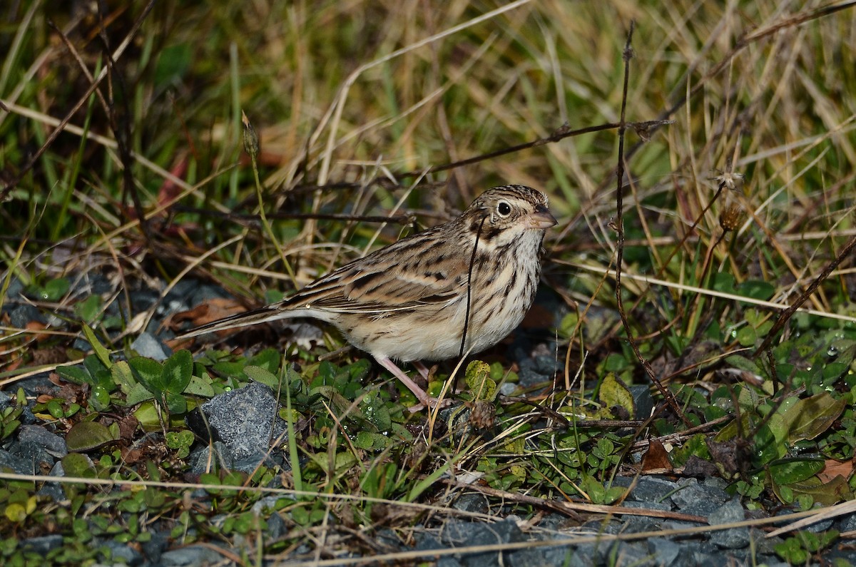 Vesper Sparrow - ML645074292