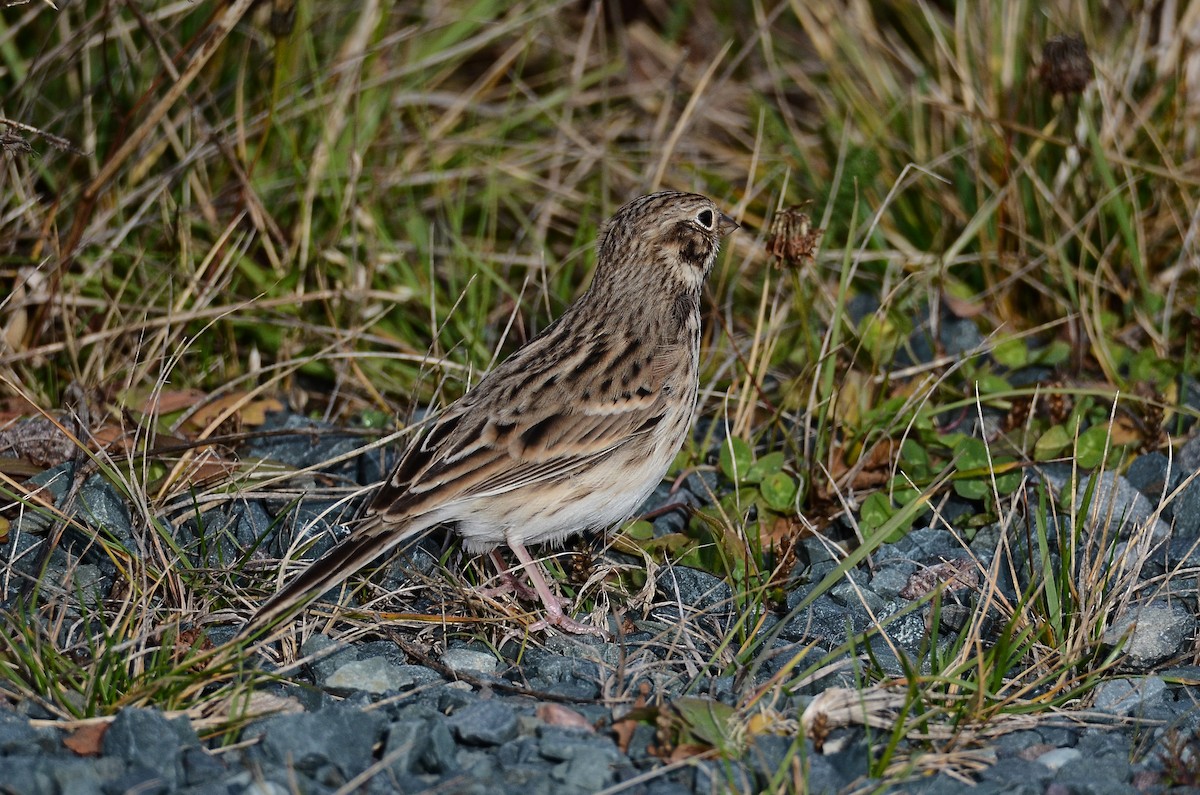 Vesper Sparrow - ML645074293