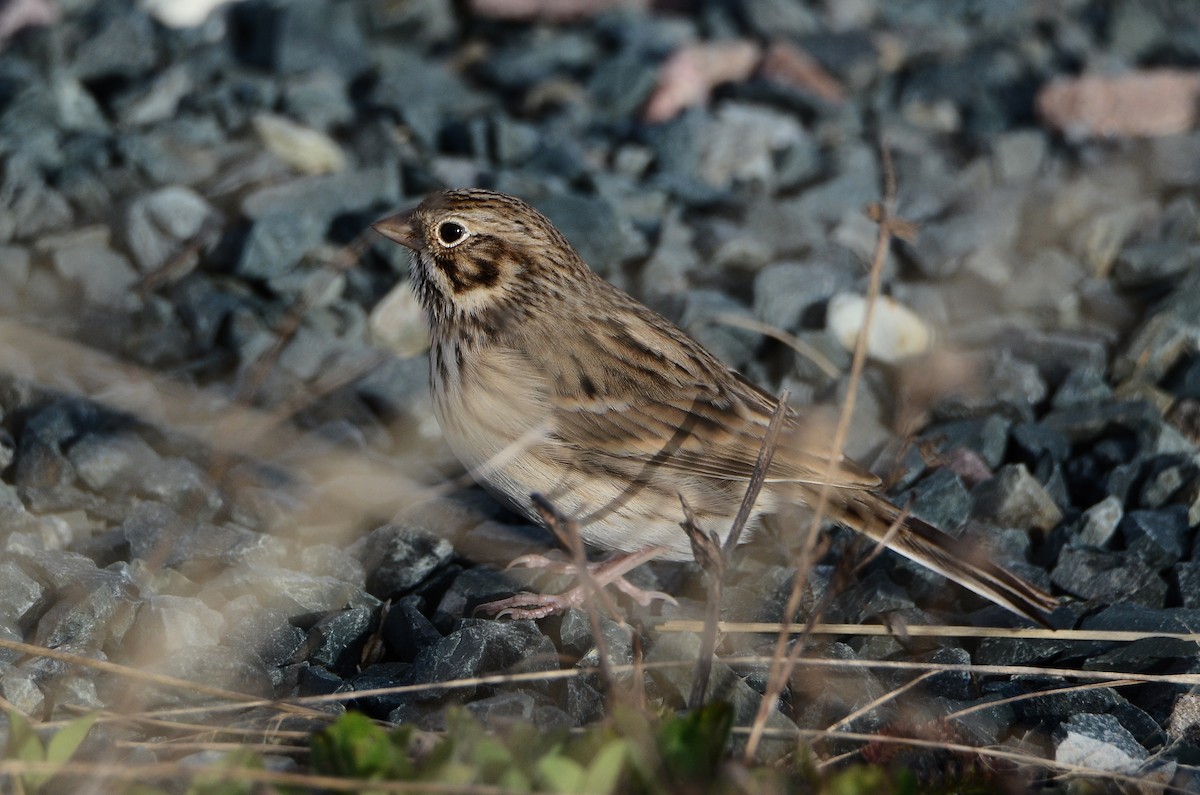 Vesper Sparrow - ML645074294