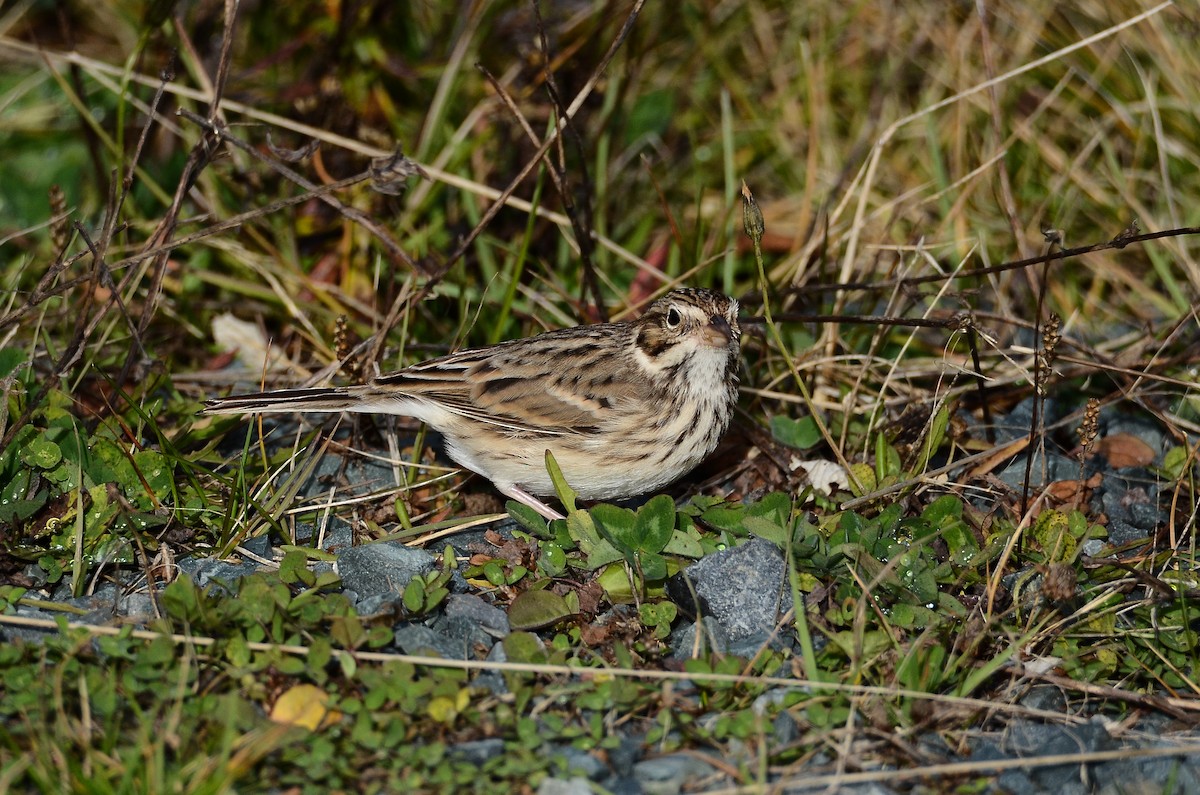 Vesper Sparrow - ML645074295