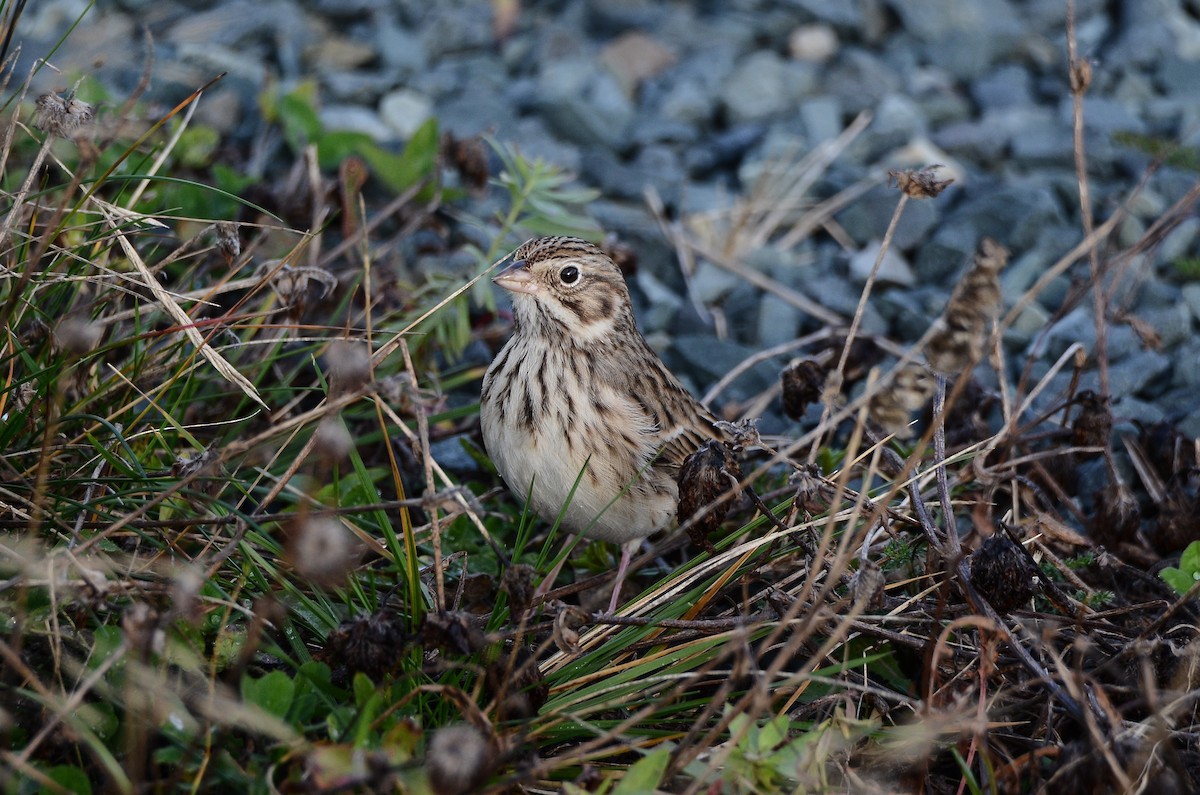 Vesper Sparrow - ML645074296