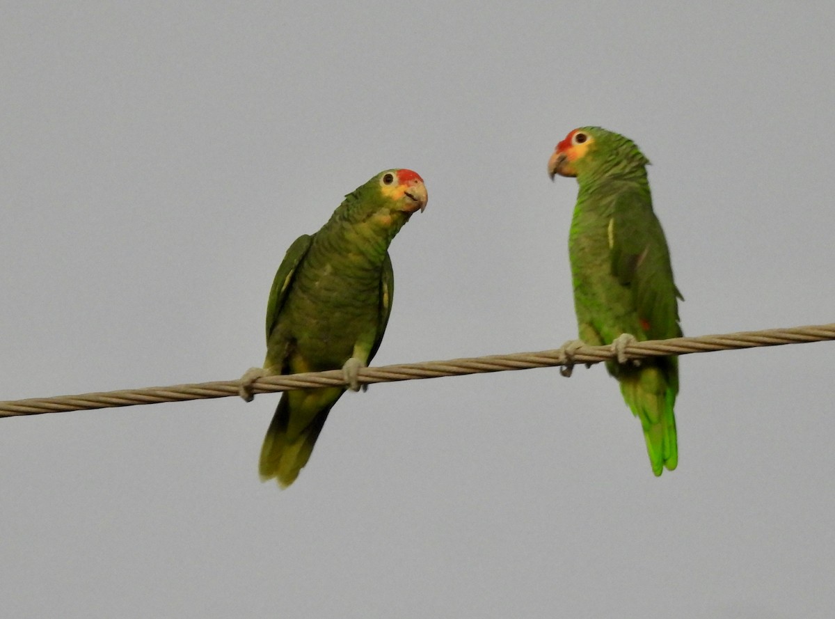 Kırmızı Alınlı Amazon - ML645074297