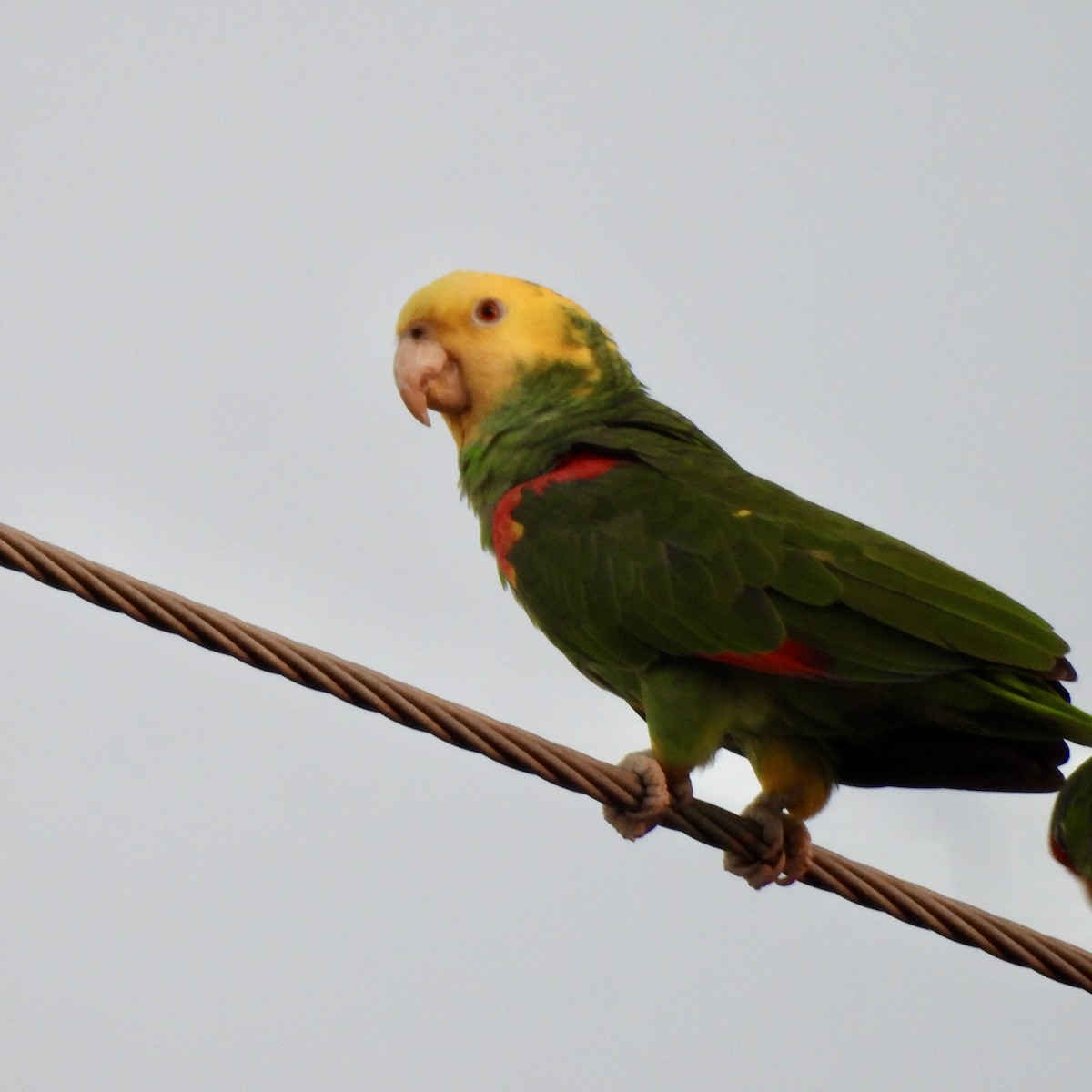 Sarı Başlı Amazon - ML645074307