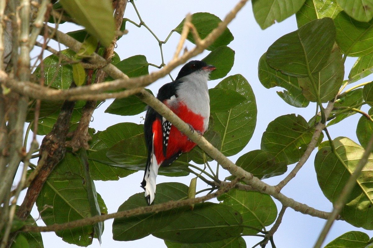 Cuban Trogon - ML645074309