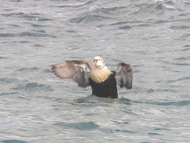King Eider - ML645074312