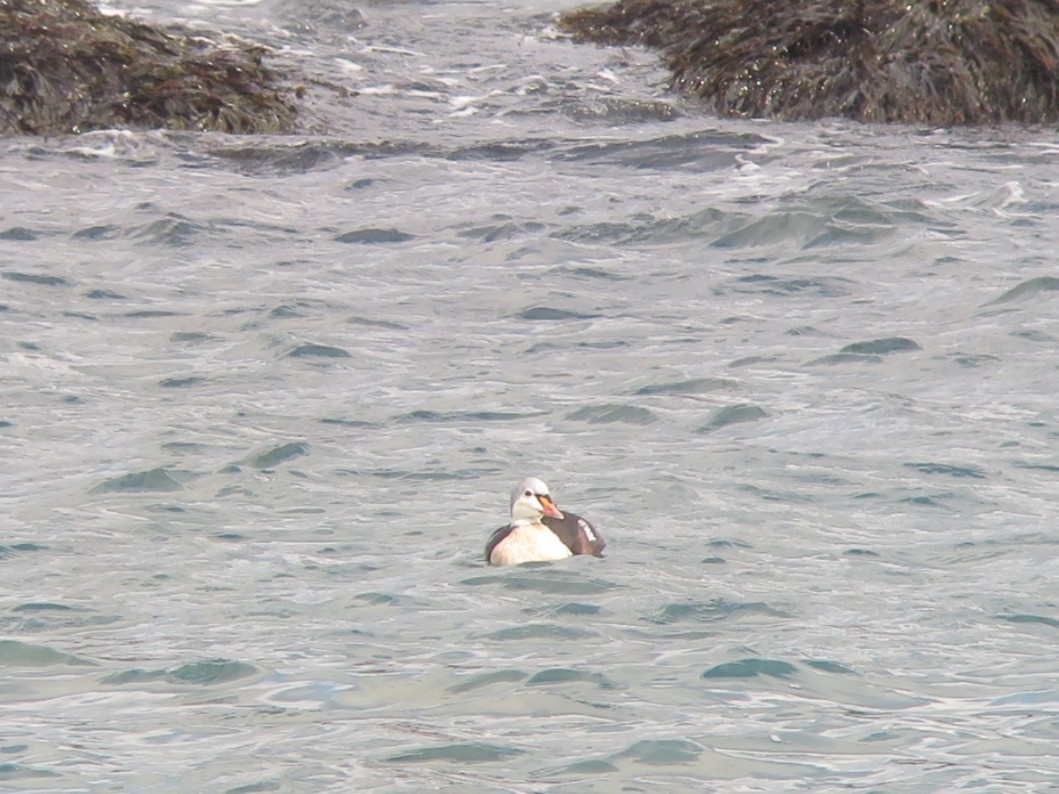 King Eider - ML645074313