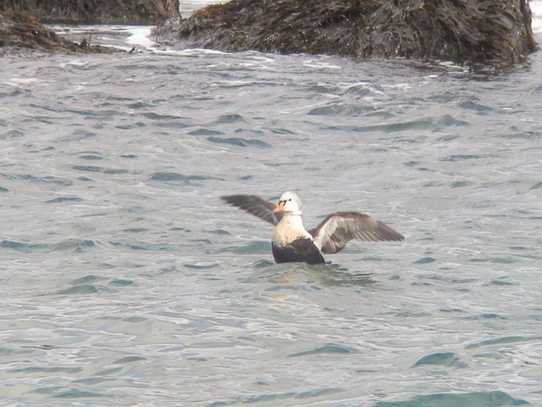 King Eider - ML645074314