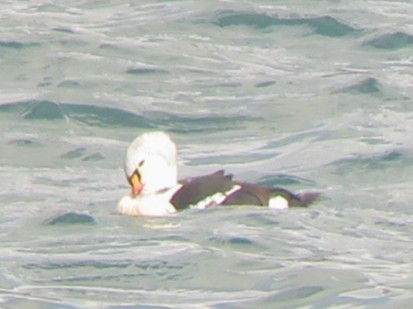 King Eider - ML645074315