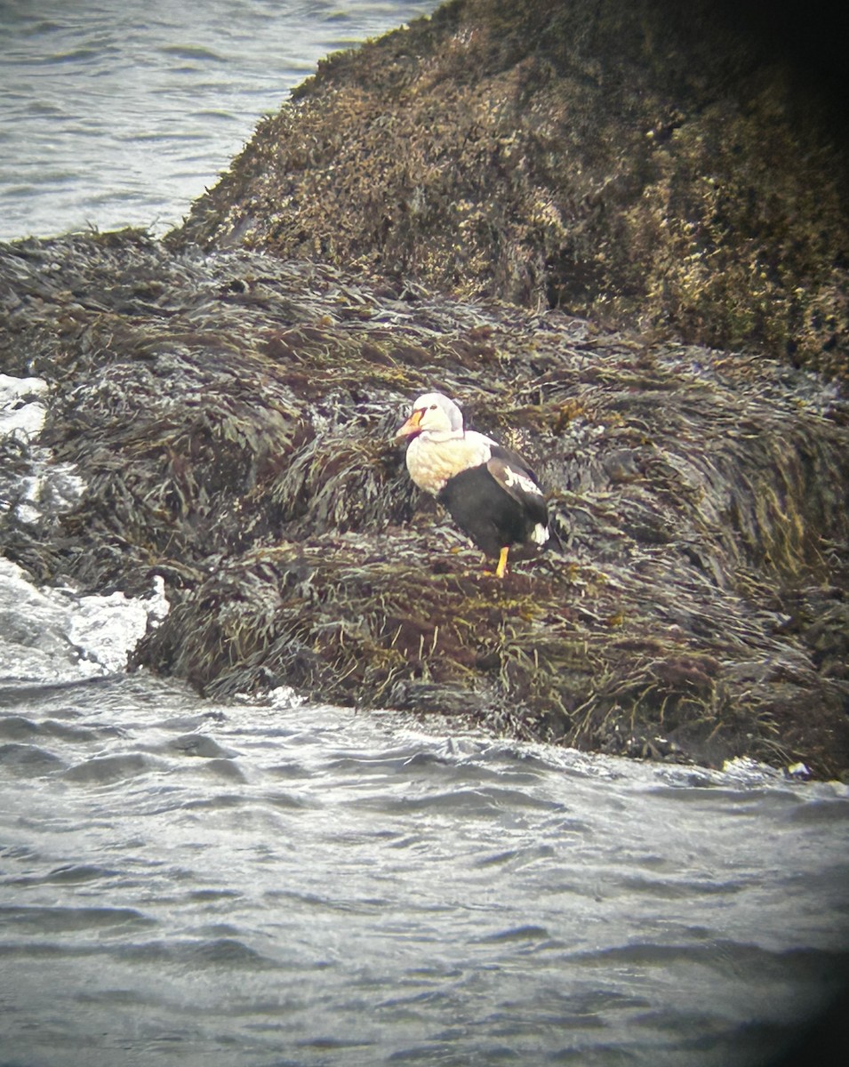 King Eider - ML645074316