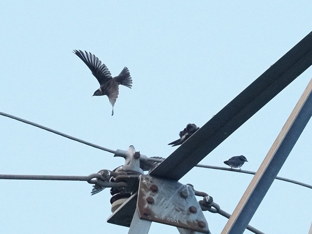 Purple Martin - ML645074318