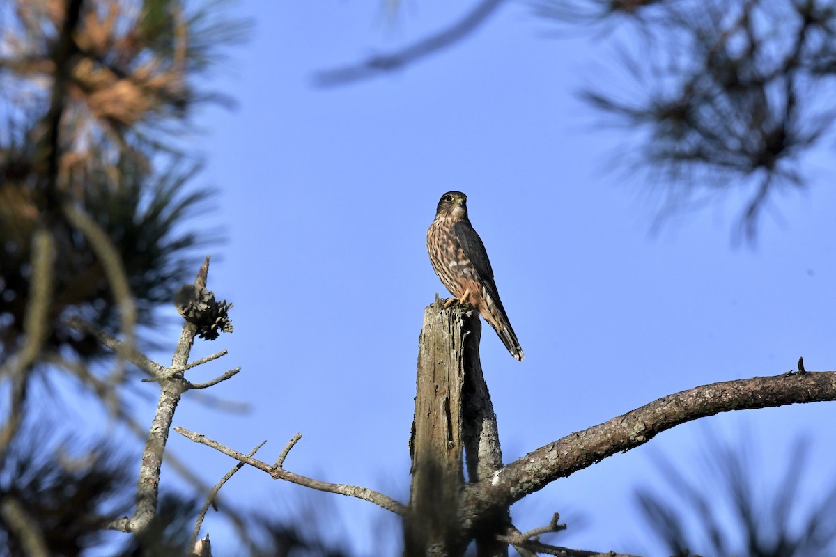 Belatz txikia - ML645074334