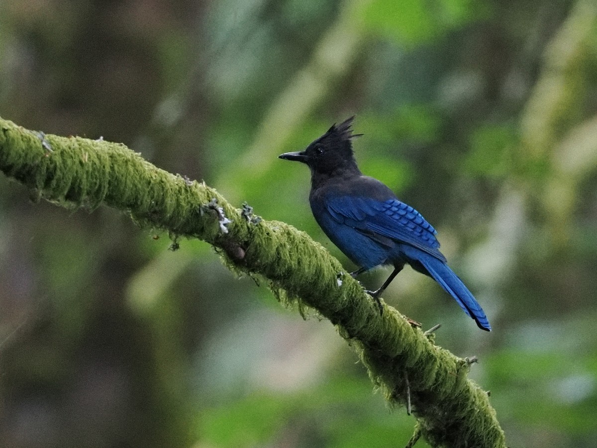 Стеллерова сойка - ML645074336