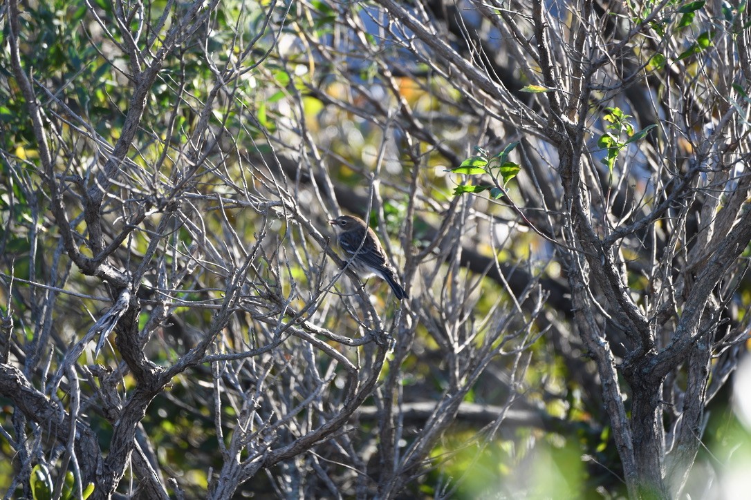 Yellow-rumped Warbler - ML645074359