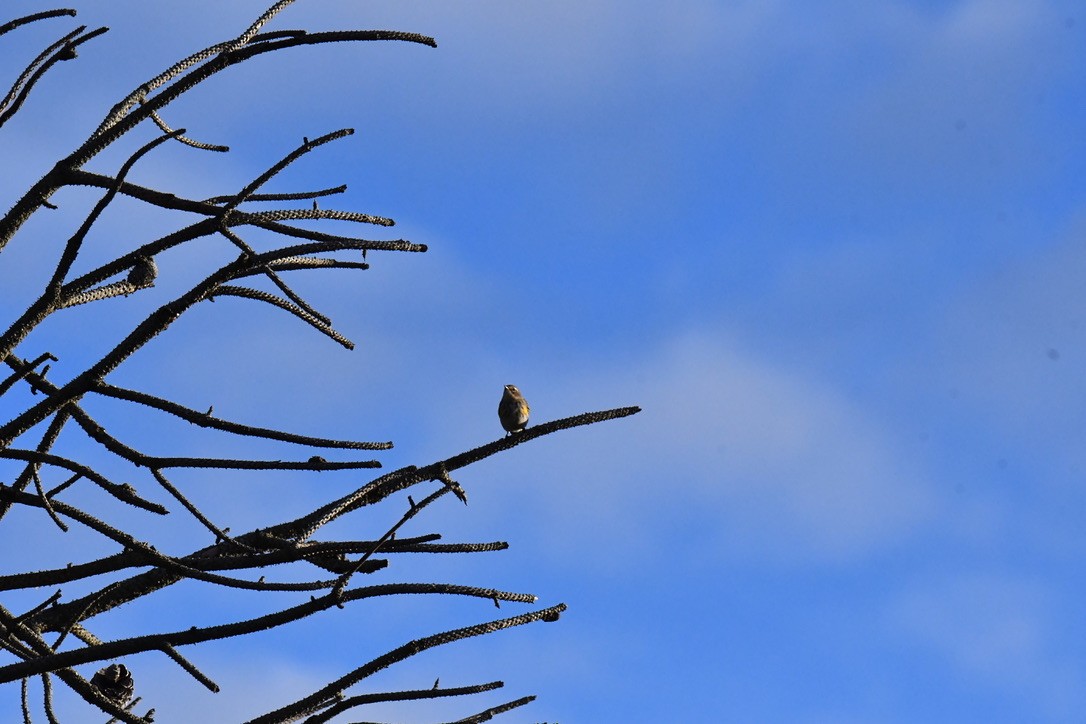 Yellow-rumped Warbler - ML645074374