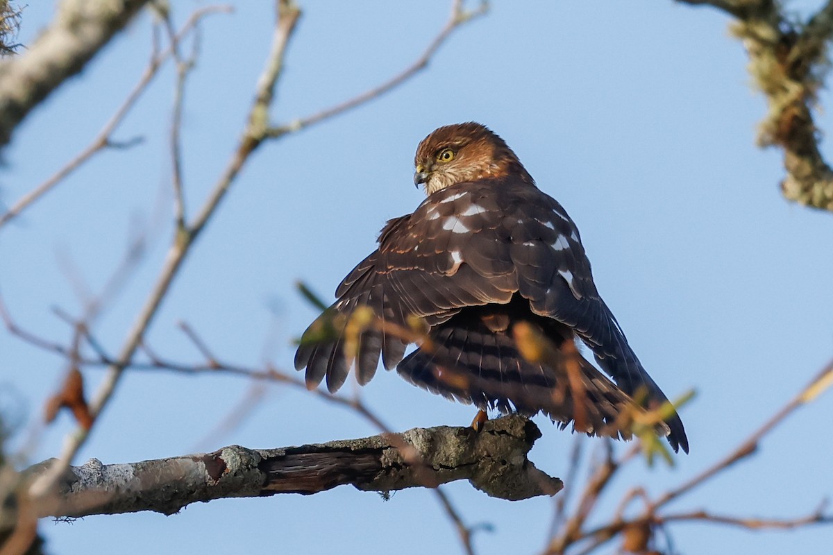 Sharp-shinned Hawk - ML645074417