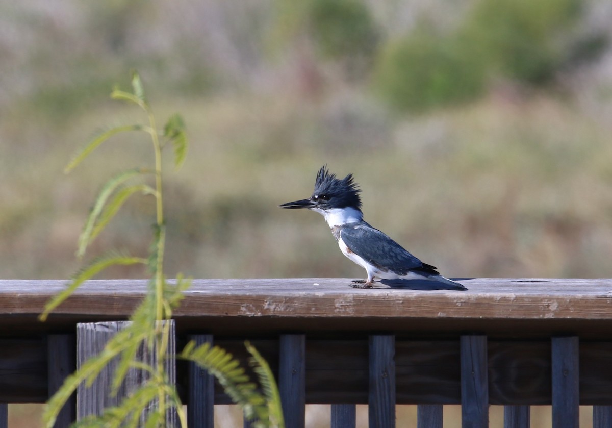 שלדג אמריקני - ML645074418